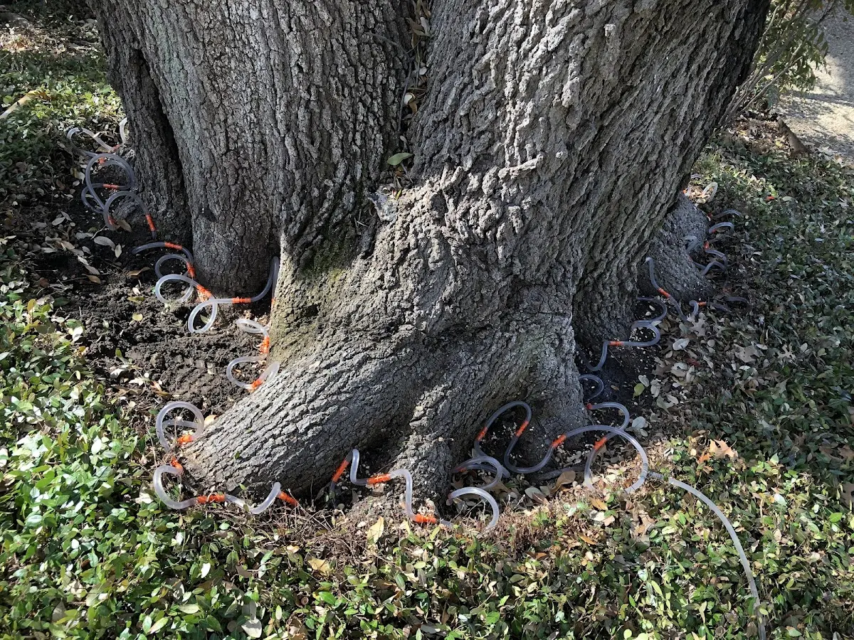 Detailed Tree Cabling and Bracing job site in Balch Springs