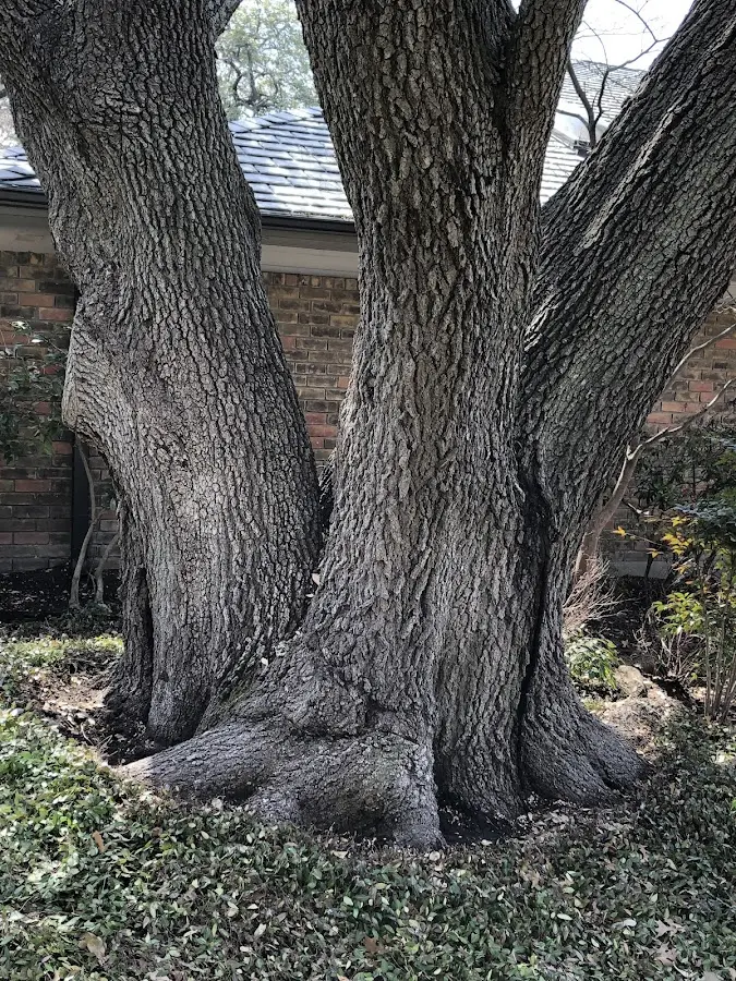 Mature heritage tree close to a Balch Springs property cared for by certified arborists